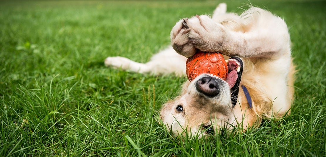 Paw Perfect & Pet Products
